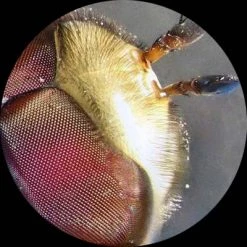 Kids' Portable Battery Powered Stereo Microscope with Dual LED Lights - AmScope 9 Kids' Portable Battery Powered Stereo Microscope with Dual LED Lights - AmScope -Outlet Camping Gear Store unnamed file 6170