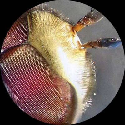 Kids' Portable Battery Powered Stereo Microscope with Dual LED Lights - AmScope 6 Kids' Portable Battery Powered Stereo Microscope with Dual LED Lights - AmScope - Image 4